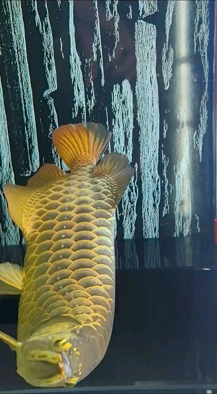 龍抬頭 龍抬頭 龍魚論壇