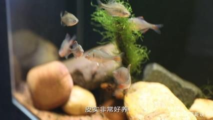 詳細(xì)閱讀:常見(jiàn)觀賞魚(yú)養(yǎng)殖種類調(diào)查(觀賞魚(yú)養(yǎng)殖基礎(chǔ)知識(shí)) 常見(jiàn)觀賞魚(yú)養(yǎng)殖種類調(diào)查(觀賞魚(yú)養(yǎng)殖基礎(chǔ)知識(shí))