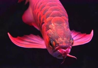 詳細(xì)閱讀:常見(jiàn)觀賞魚(yú)養(yǎng)殖種類調(diào)查(觀賞魚(yú)養(yǎng)殖基礎(chǔ)知識(shí)) 常見(jiàn)觀賞魚(yú)養(yǎng)殖種類調(diào)查(觀賞魚(yú)養(yǎng)殖基礎(chǔ)知識(shí))