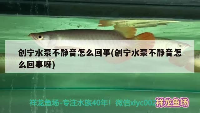 創寧水泵不靜音怎么回事(創寧水泵不靜音怎么回事呀)