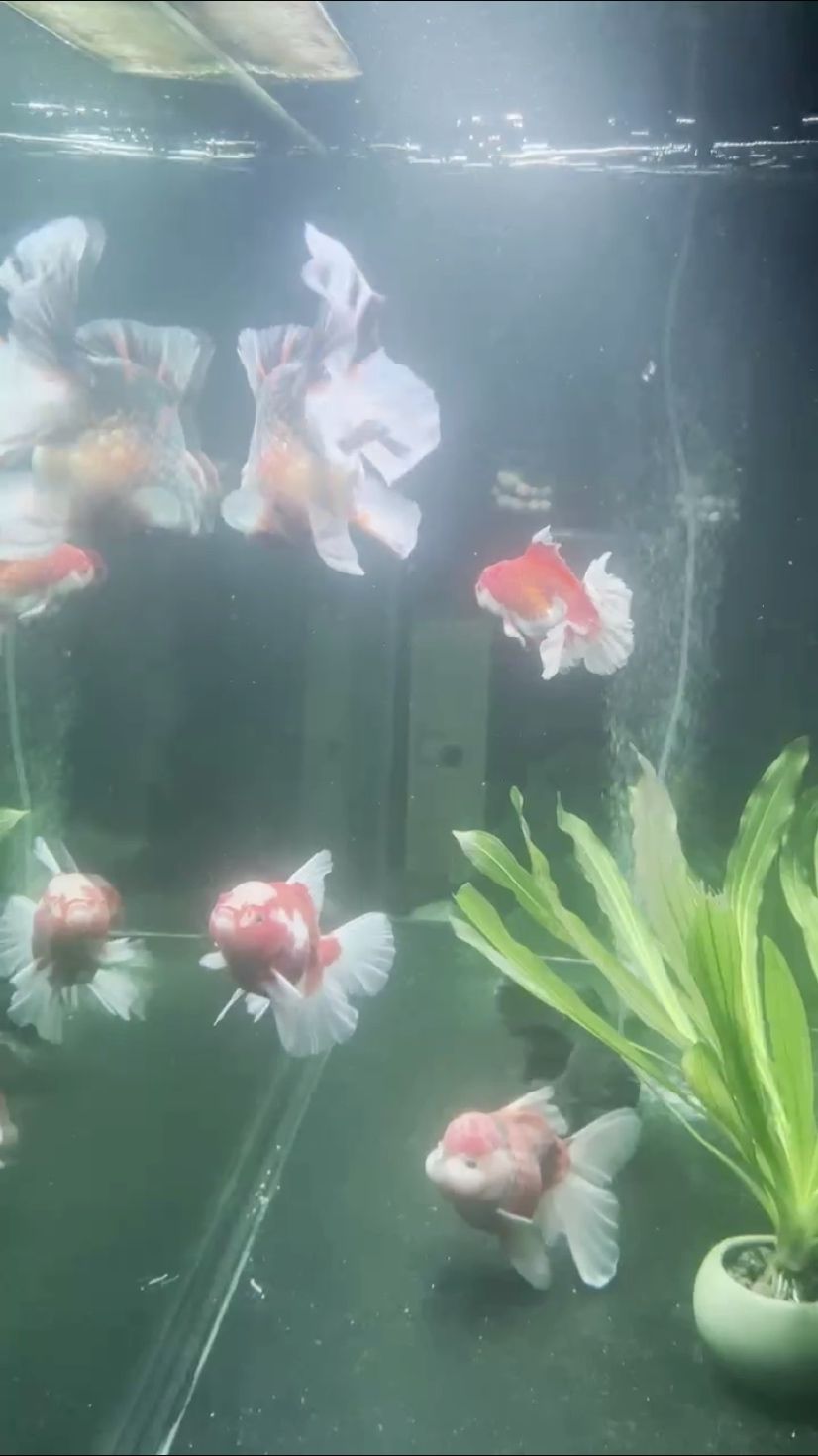 渡劫第五天 渡劫第五天 龍魚(yú)論壇