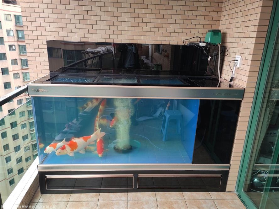 50厘米魚缸能養錦鯉嗎：50厘米的魚缸可以養5條10厘米左右的錦鯉，或是3條15厘米的錦鯉