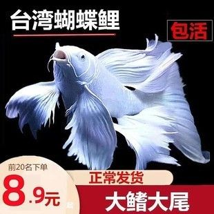 蝴蝶鯉苗什么價(jià)（精品球體/獅子頭品種2025年4月最新市場(chǎng)數(shù)據(jù)） 蝴蝶鯉苗什么價(jià)（精品球體/獅子頭品種2025年4月最新市場(chǎng)數(shù)據(jù)） 蝴蝶鯉百科 第2張