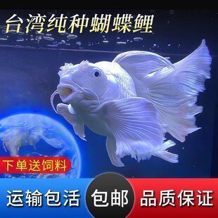 蝴蝶鯉苗什么價（精品球體/獅子頭品種2025年4月最新市場數(shù)據(jù)）
