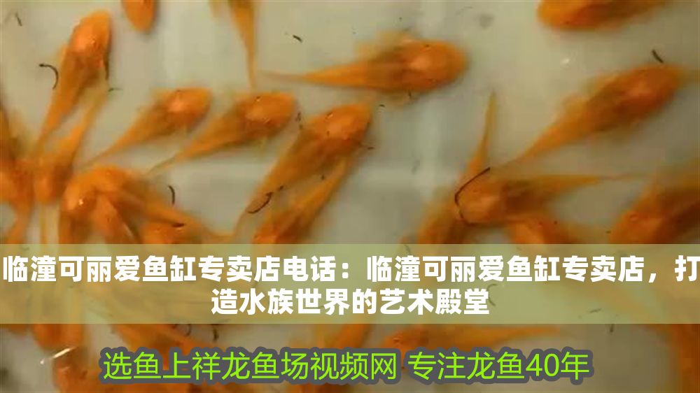 臨潼可麗愛魚缸專賣店電話：臨潼可麗愛魚缸專賣店，打造水族世界的藝術殿堂