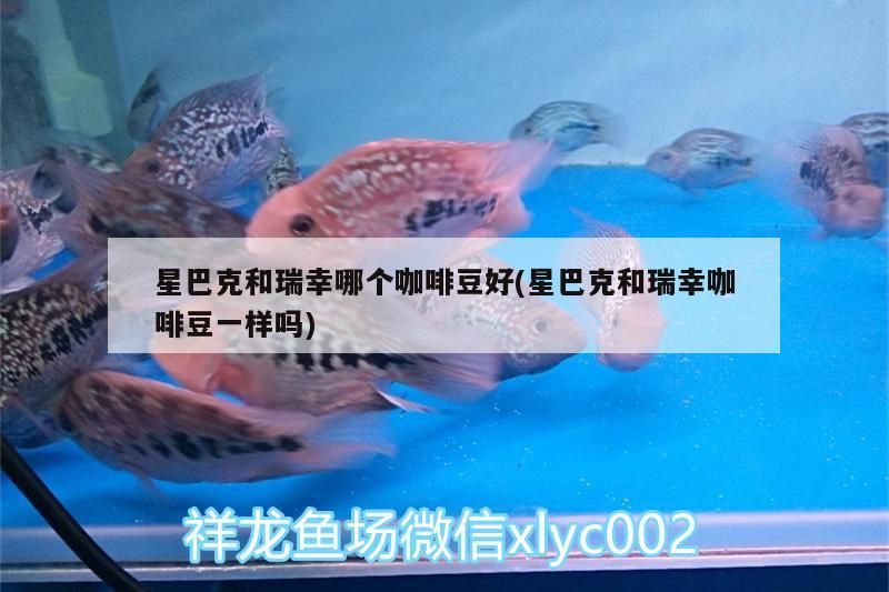 星巴克和瑞幸哪個咖啡豆好(星巴克和瑞幸咖啡豆一樣嗎) 星巴克和瑞幸哪個咖啡豆好(星巴克和瑞幸咖啡豆一樣嗎) 馬來西亞咖啡