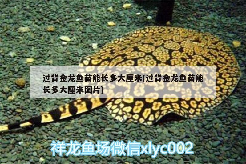過(guò)背金龍魚苗能長(zhǎng)多大厘米(過(guò)背金龍魚苗能長(zhǎng)多大厘米圖片)