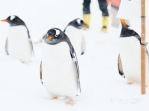 小樽水族館官網旗艦店：小樽水族館官網旗艦店介紹
