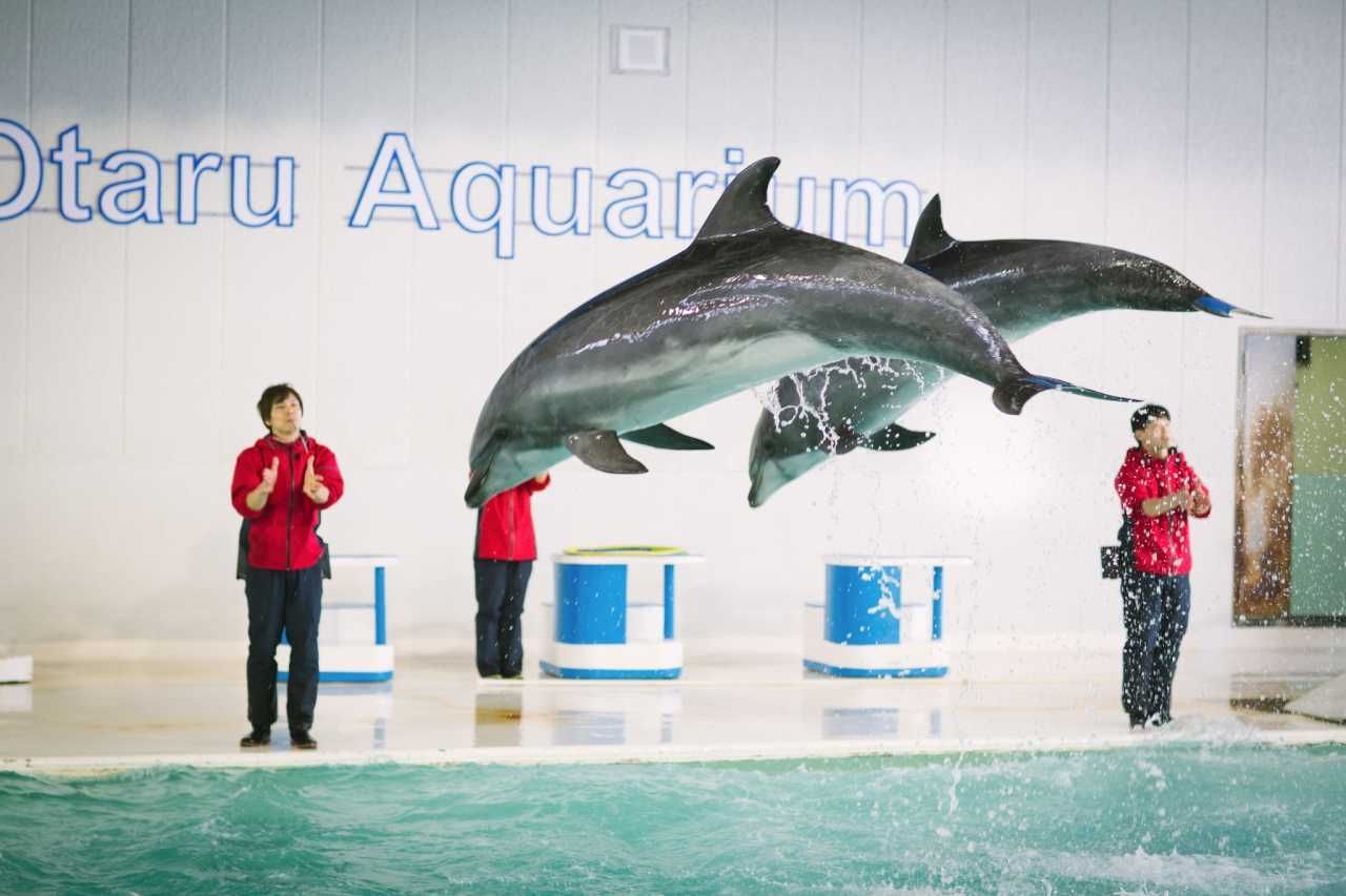 小樽水族館官網旗艦店：小樽水族館官網旗艦店介紹