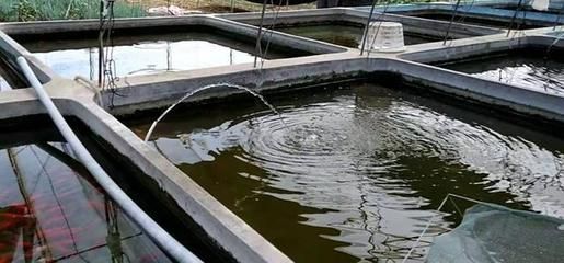 觀賞魚水池高度（觀賞魚水池的高度與面積）