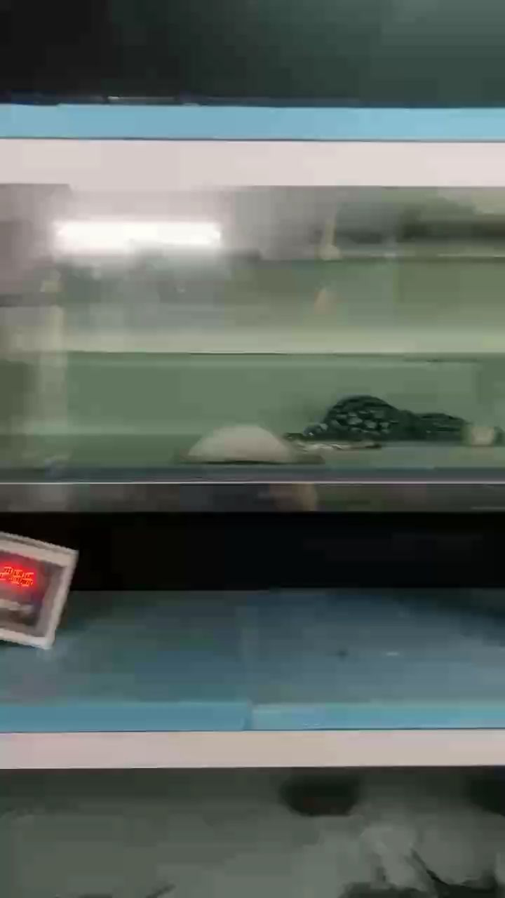 養魚人的執著