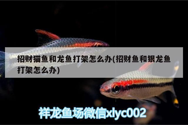 招財(cái)貓魚(yú)和龍魚(yú)打架怎么辦(招財(cái)魚(yú)和銀龍魚(yú)打架怎么辦)