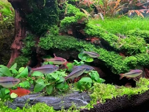 想看看大家是怎么養水草缸的～
