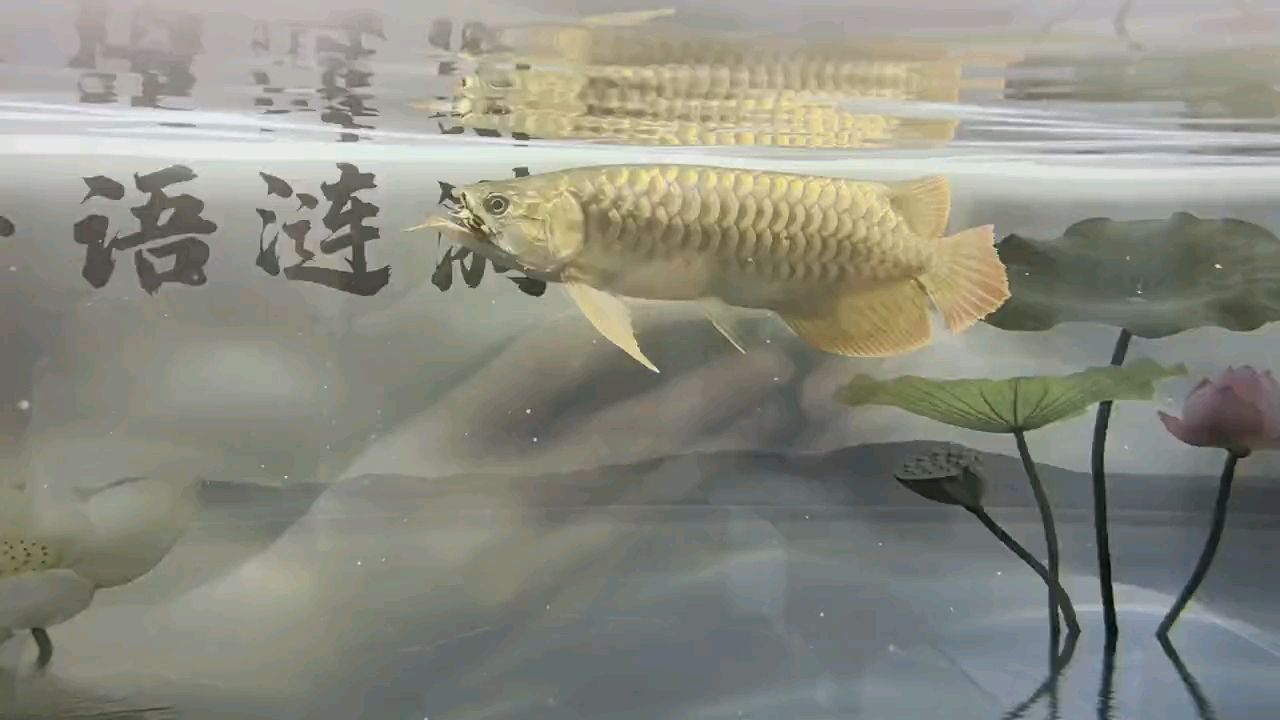 飼料 這條愛龍很兇猛 龍魚論壇 這條愛龍很兇猛 這條愛龍很兇猛 龍魚論壇