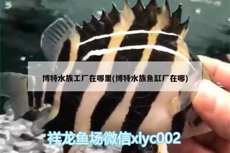 博特水族工廠在哪里(博特水族魚缸廠在哪) 博特水族工廠在哪里(博特水族魚缸廠在哪) 博特水族