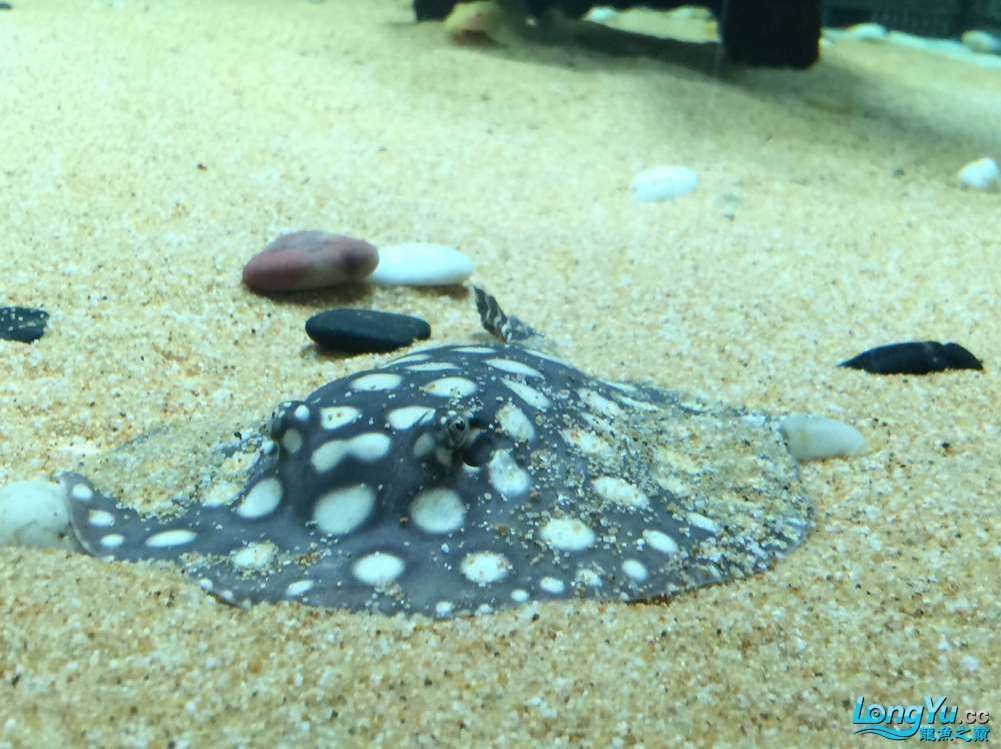 魟魚(yú)孕期多長(zhǎng)時(shí)間可以吃：魟魚(yú)孕期多長(zhǎng)時(shí)間可以吃魚(yú)膠，醫(yī)生指出懷孕期間可以吃魚(yú)膠