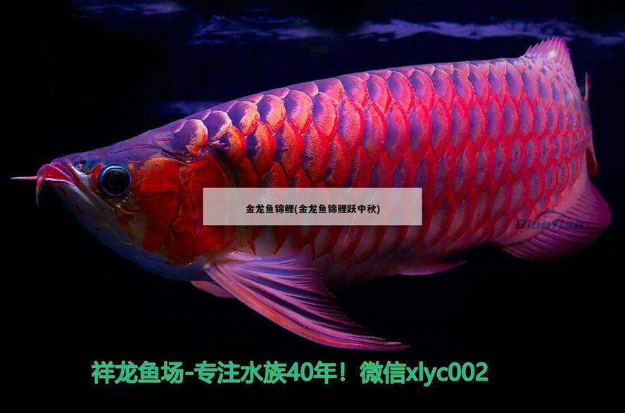 臨汾二手魚缸低價(jià)出售 臨汾二手魚缸低價(jià)出售 則道紅龍 第2張 臨汾二手魚缸低價(jià)出售 臨汾二手魚缸低價(jià)出售 臨汾二手魚缸低價(jià)出售 臨汾二手魚缸低價(jià)出售 則道紅龍 第2張