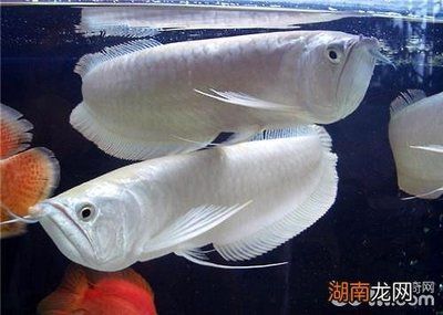 好的銀龍魚價格多少錢一條 好的銀龍魚價格多少錢一條 龍魚百科 第2張