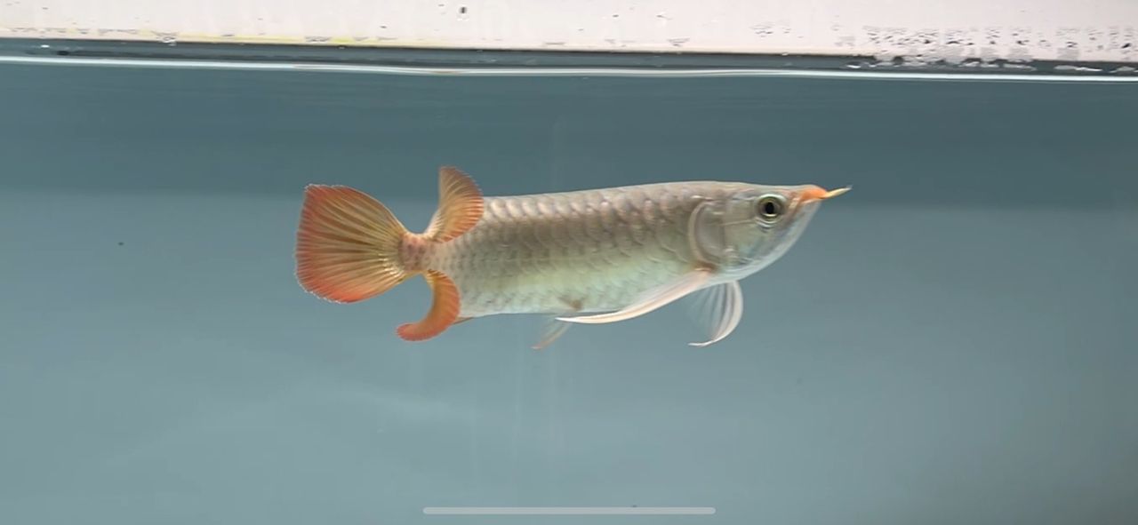魚缸用增氧泵價格是多少:魚缸增氧機-xtrac增氧機-xtrac增氧機 今天是二月初二:龍抬頭! 龍魚論壇 今天是二月初二:龍抬頭! 今天是二月初二:龍抬頭! 龍魚論壇