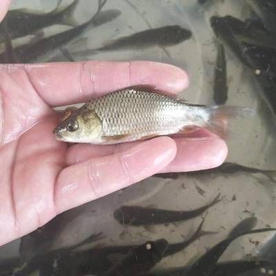 鯉魚苗多少錢一斤（紅鯉/觀賞品種、地區和采購量等因素差異大） 鯉魚苗多少錢一斤（紅鯉/觀賞品種、地區和采購量等因素差異大） 蝴蝶鯉百科 第2張