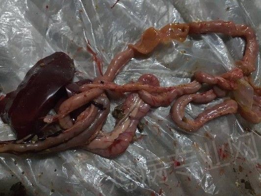 平頂山可麗愛魚缸專賣店，打造您的水族樂園