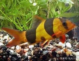 觀賞魚喂紅蟲好嗎（喂食紅蟲是否適合喂食紅蟲，需要考慮以下幾個因素）