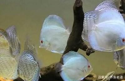 觀賞魚喂紅蟲好嗎（喂食紅蟲是否適合喂食紅蟲，需要考慮以下幾個因素） 觀賞魚喂紅蟲好嗎（喂食紅蟲是否適合喂食紅蟲，需要考慮以下幾個因素） 新加坡三巴旺 第4張