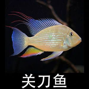 呼倫貝爾可麗愛魚缸專賣店：呼倫貝爾可麗愛魚缸專賣店，打造您的水族藝術殿堂 呼倫貝爾可麗愛魚缸專賣店：呼倫貝爾可麗愛魚缸專賣店，打造您的水族藝術殿堂 iwish愛唯希品牌魚缸 第2張