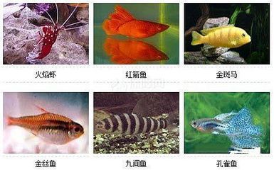 觀賞魚扁平方形叫什么魚（扁平方形的觀賞魚扁平方形的觀賞魚有哪些種類） 觀賞魚扁平方形叫什么魚（扁平方形的觀賞魚扁平方形的觀賞魚有哪些種類） 泗水龍魚 第1張