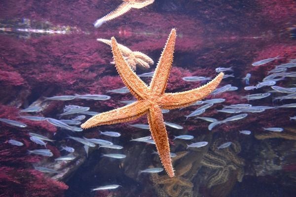 過背金龍魚一年可以長多大的魚：過背金龍魚一年內可以長多大