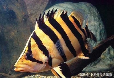 虎魚身上有黑點值得買嗎：虎魚身上有黑點值得買嗎虎魚身上有黑點值得買嗎