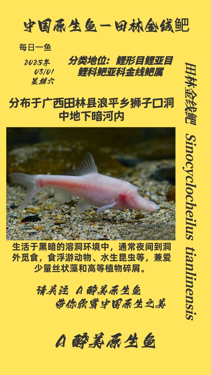 魚缸過濾器選購指南:自制魚缸過濾器魚缸上置過濾器對于養魚愛好者的必備知識 田林金線鲃 龍魚論壇 田林金線鲃 田林金線鲃 龍魚論壇