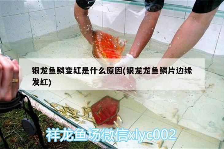 銀龍魚鱗變紅是什么原因(銀龍龍魚鱗片邊緣發(fā)紅)