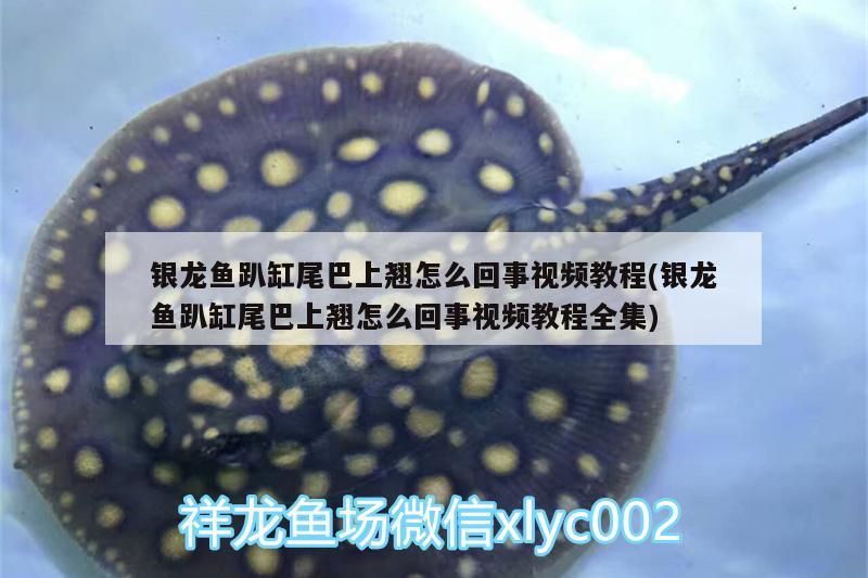 銀龍魚趴缸尾巴上翹怎么回事視頻教程(銀龍魚趴缸尾巴上翹怎么回事視頻教程全集)