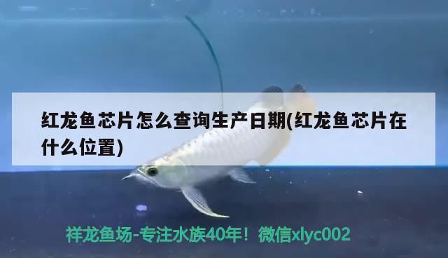 紅龍魚芯片怎么查詢生產(chǎn)日期：如何查詢紅龍魚芯片生產(chǎn)日期