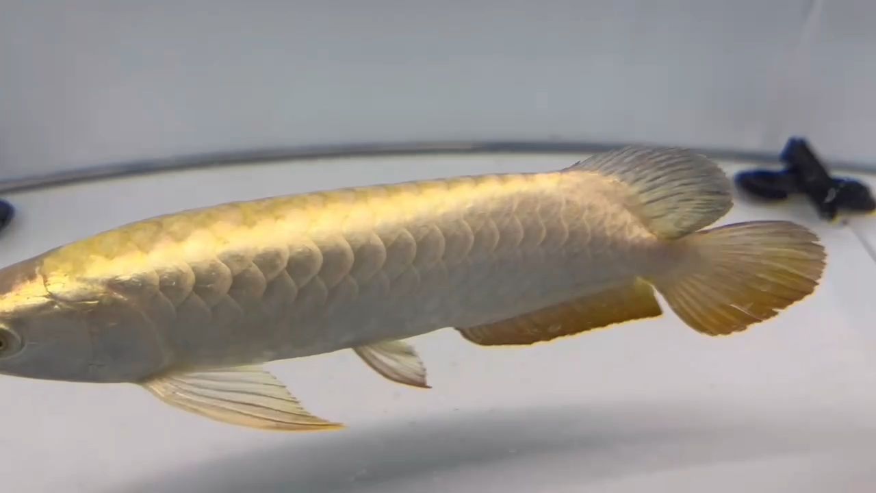 金頭 金頭 龍魚論壇
