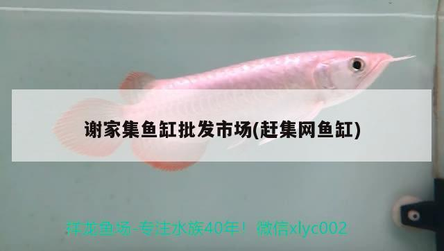 謝家集魚缸批發(fā)市場(趕集網(wǎng)魚缸)