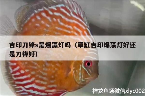 吉印刀鋒s是爆藻燈嗎（草缸吉印爆藻燈好還是刀鋒好） 吉印刀鋒s是爆藻燈嗎（草缸吉印爆藻燈好還是刀鋒好） 吉印水族
