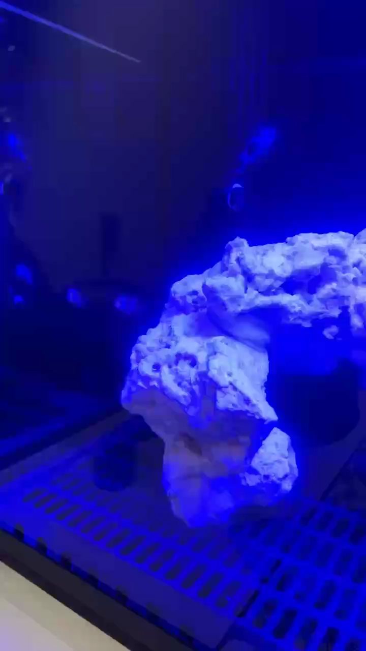 新手養(yǎng)魚，闖缸第三天 新手養(yǎng)魚，闖缸第三天 龍魚論壇