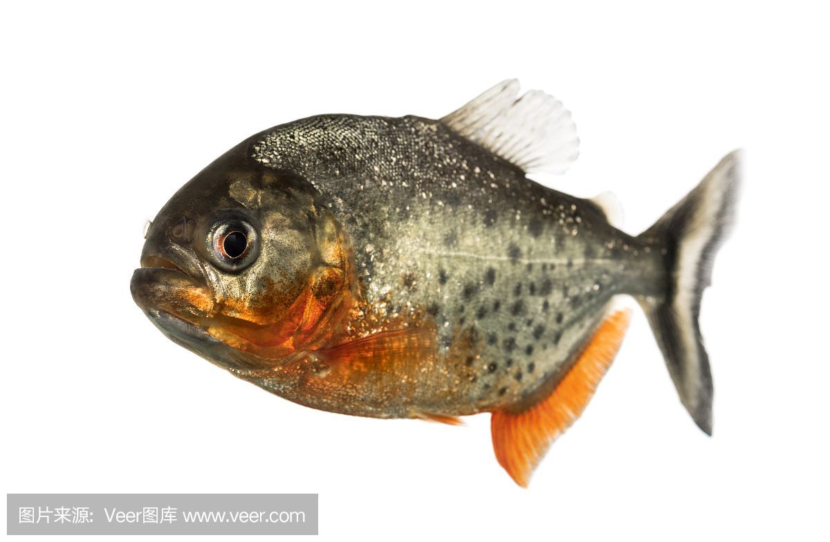 虎魚黑背景還是白背景好看：虎魚在黑背景和白背景的魚缸中的表現(xiàn)