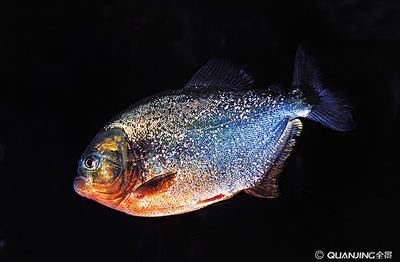 虎魚黑背景還是白背景好看：虎魚在黑背景和白背景的魚缸中的表現(xiàn)