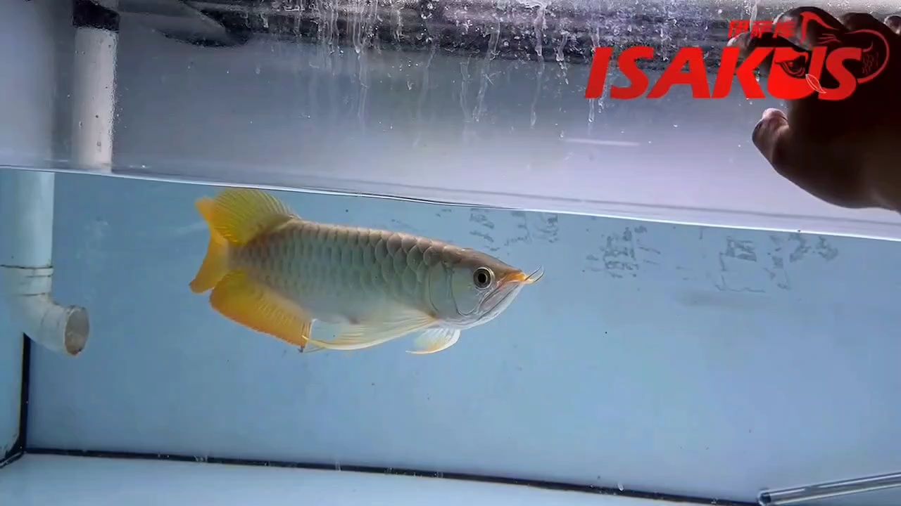 后三超級飄逸