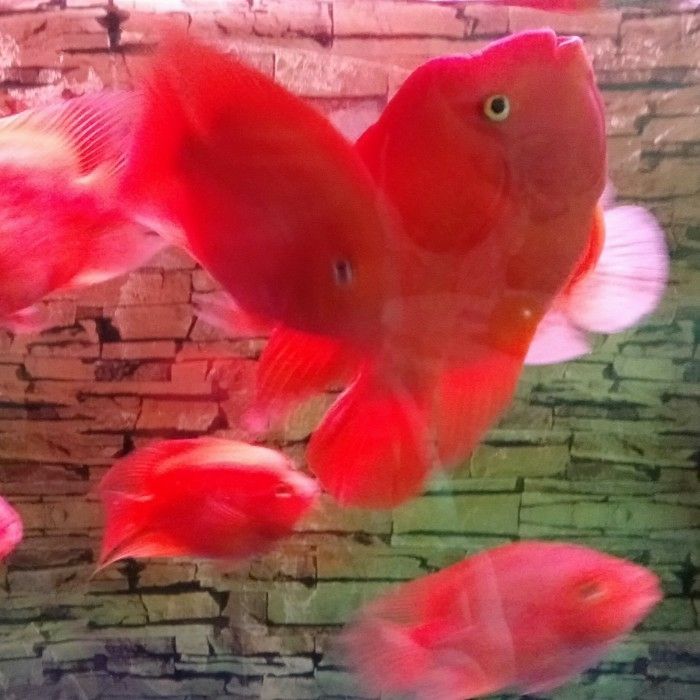汕頭哪里有賣魚缸造景的市場地址 汕頭魚缸批發市場
