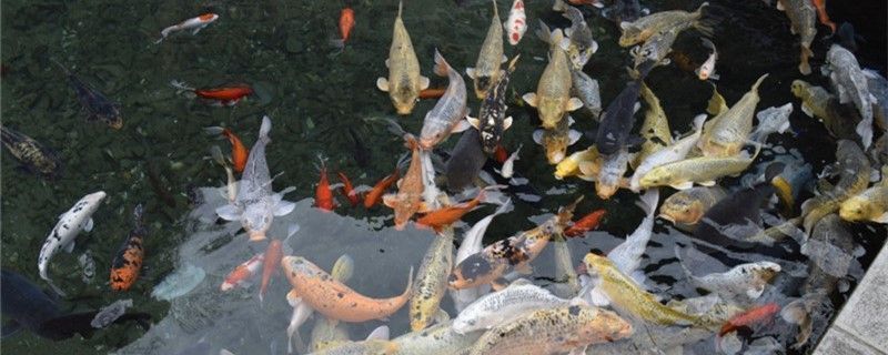 龍魚缸水泵流量選擇多大的vs祥龍魚場：祥龍魚場水泵配置指南 龍魚缸水泵流量選擇多大的vs祥龍魚場：祥龍魚場水泵配置指南 vs祥龍魚場 第5張