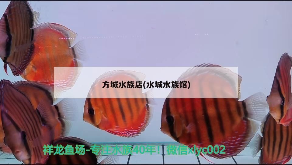 方城水族店(水城水族館) 方城水族店(水城水族館) 觀賞魚百科