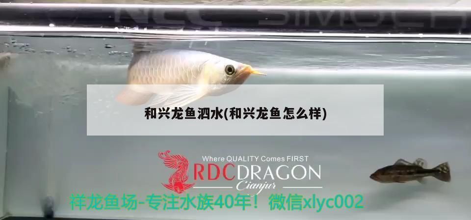 和興龍魚泗水(和興龍魚怎么樣) 和興龍魚泗水(和興龍魚怎么樣) 泗水龍魚