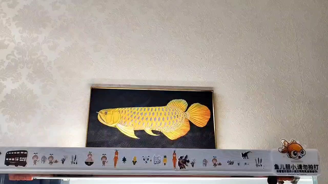 老炮駕到 老炮駕到 龍魚論壇 第1張