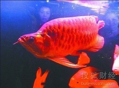 武漢紅龍魚價格：武漢紅龍魚價格受到多種因素影響價格趨勢預測紅龍魚價格趨勢預測