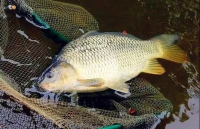 玉金龍魚圖片高清壁紙大全：玉金龍魚，高清壁紙背后的靈動之美