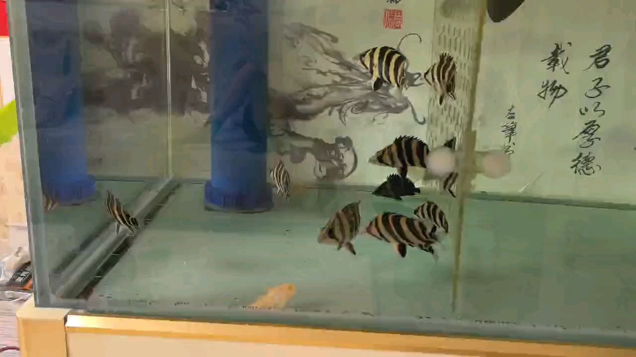 12虎